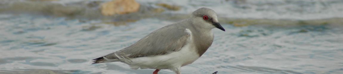 9 de mayo: Día Mundial de las Aves Migratorias