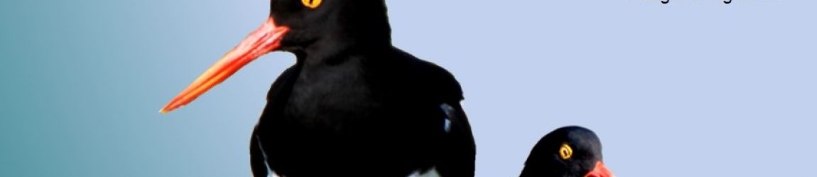 "Un encuentro con las AVES en el sur de la RN40 - Cabo Vírgenes-Río Gallegos (Santa Cruz, Patagonia Argentina)" "Un encuentro con las AVES en el sur de la RN40 - Cabo Vírgenes-Río Gallegos (Santa Cruz, Patagonia Argentina)"
