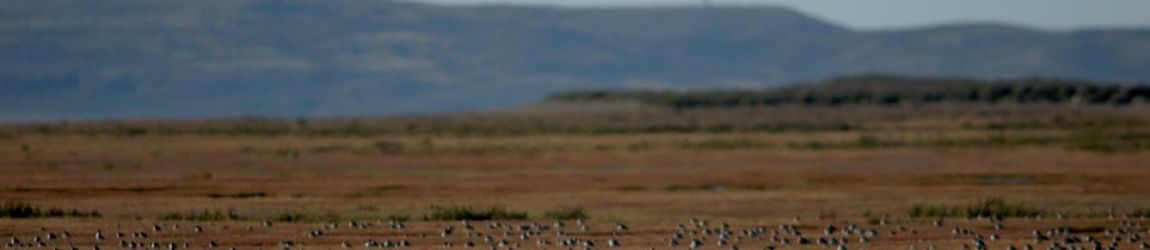 Plan de manejo de la Reserva Provincial para Aves Migratorias, estuario del río Gallegos y río Chico, Santa Cruz, Argentina Plan de manejo de la Reserva Provincial para Aves Migratorias, estuario del río Gallegos y río Chico, Santa Cruz, Argentina